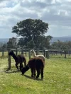 1177 Heyfield-Seaton Road, Seaton, Vic 3858-Image