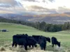 119 Moss Beds Road, Lachlan, Tas 7140-Image