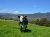 119 Moss Beds Road, Lachlan, Tas 7140-Image