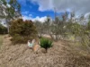 12 Powell Road, Mareeba, Qld 4880-Image