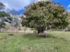 12 Powell Road, Mareeba, Qld 4880-Image