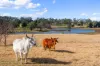120 & 188 Hawkesbury Valley Way, Clarendon, NSW 2756-Image