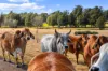 120 & 188 Hawkesbury Valley Way, Clarendon, NSW 2756-Image