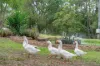 121 Black Rock Road, Martins Creek, NSW 2420-Image