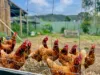121 Eglinford Lane, Congewai, NSW 2325-Image
