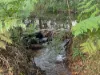 124 Russell Road, Lake Eacham, Qld 4884-Image