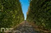 125 Burtons Lane, Orange, NSW 2800-Image