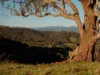 126 Godwills Road, Mansfield, Vic 3722-Image