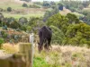1260 Oldina Road, Oldina, Tas 7325-Image
