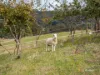 1260 Oldina Road, Oldina, Tas 7325-Image