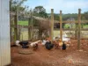 1260 Oldina Road, Oldina, Tas 7325-Image