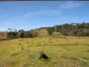 1291 Brookville Road, Brookville, Vic 3896-Image