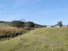 1291 Brookville Road, Brookville, Vic 3896-Image