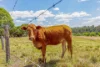 13 Canina Road, Canina, Qld 4570-Image