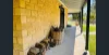 1310 Sandy Creek Road, McCullys Gap, NSW 2333-Image