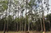 132 Breeze Way, Verges Creek, NSW 2440-Image