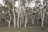 134 Gumnut Crescent, Bungonia, NSW 2580-Image