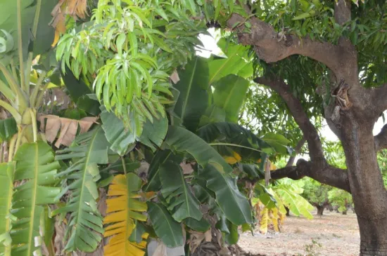 135 Trenow Road, Darwin River, NT 0841-Image
