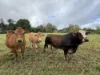 14 Croft Road, Malanda, Qld 4885-Image