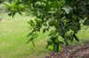 1430 Glastonbury Road, Glastonbury, Qld 4570-Image