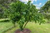 1430 Glastonbury Road, Glastonbury, Qld 4570-Image