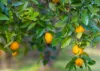 146 Factory Road, Mitchells Island, NSW 2430-Image