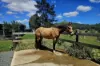 148 Mimi Creek Road, Firefly, NSW 2429-Image