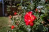 15 Bells Lane, Huon, Vic 3695-Image