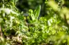 15 Mount Elliot Place, Mount Elliot, NSW 2250-Image