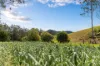 1529 Bowraville Road, Bellingen, NSW 2454-Image