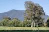1534 Mitta North Road, Mitta Mitta, Vic 3701-Image