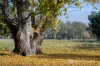 1534 Mitta North Road, Mitta Mitta, Vic 3701-Image