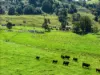 154  Tuntable Creek Road, The Channon, NSW 2480-Image