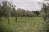 1544 Fisheries Road, Myrup, WA 6450-Image