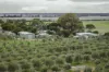 1544 Fisheries Road, Myrup, WA 6450-Image