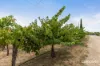 15535 RIDDOCH HIGHWAY, Penola, SA 5277-Image