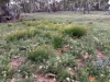 1560 Numeralla Road, Numeralla, NSW 2630-Image