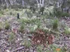1560 Numeralla Road, Numeralla, NSW 2630-Image
