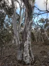 1560 Numeralla Road, Numeralla, NSW 2630-Image