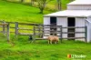 157 Bobs Range Road, Orangeville, NSW 2570-Image