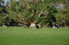 158 Levetts Road, Bolwarra, Vic 3305-Image