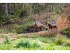 160 Hodgens Road, Bald Knob, Qld 4552-Image