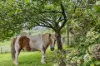 161 Mogilla Road, Candelo, NSW 2550-Image