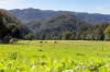 1627 Darkwood Road, Bellingen, NSW 2454-Image
