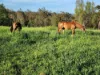 164 Hartz Road, Iredale, Qld 4344-Image
