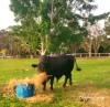 170 McClintock Road, Wamuran, Qld 4512-Image