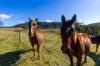 177 Little Careys Trail, Candelo, NSW 2550-Image