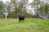 178 Cedar Party Road, Taree, NSW 2430-Image