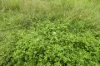 1845 Gaeta Road, Gaeta, Qld 4671-Image