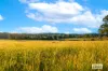 185 Sunshine Road, Hillville, NSW 2430-Image